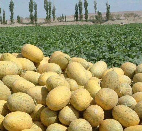 吃烂的哈密瓜,品味烂熟佳果的独特魅力