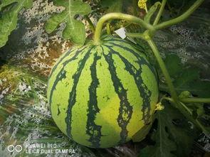 51吃瓜群众今日大瓜,揭秘娱乐圈最新热点事件