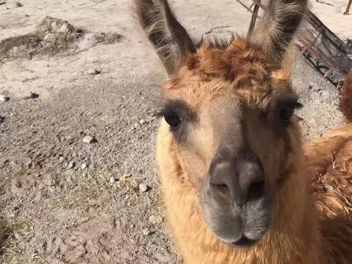 吃瓜de羊驼,网络红人的崛起与影响力