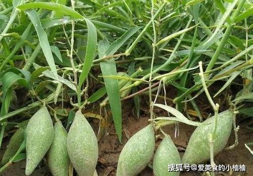 羊角吃瓜,一场奇妙的味蕾之旅